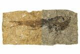 Oligocene Fossil Deep-Sea Hatchetfish (Polyipnus) - Poland #320590-1
